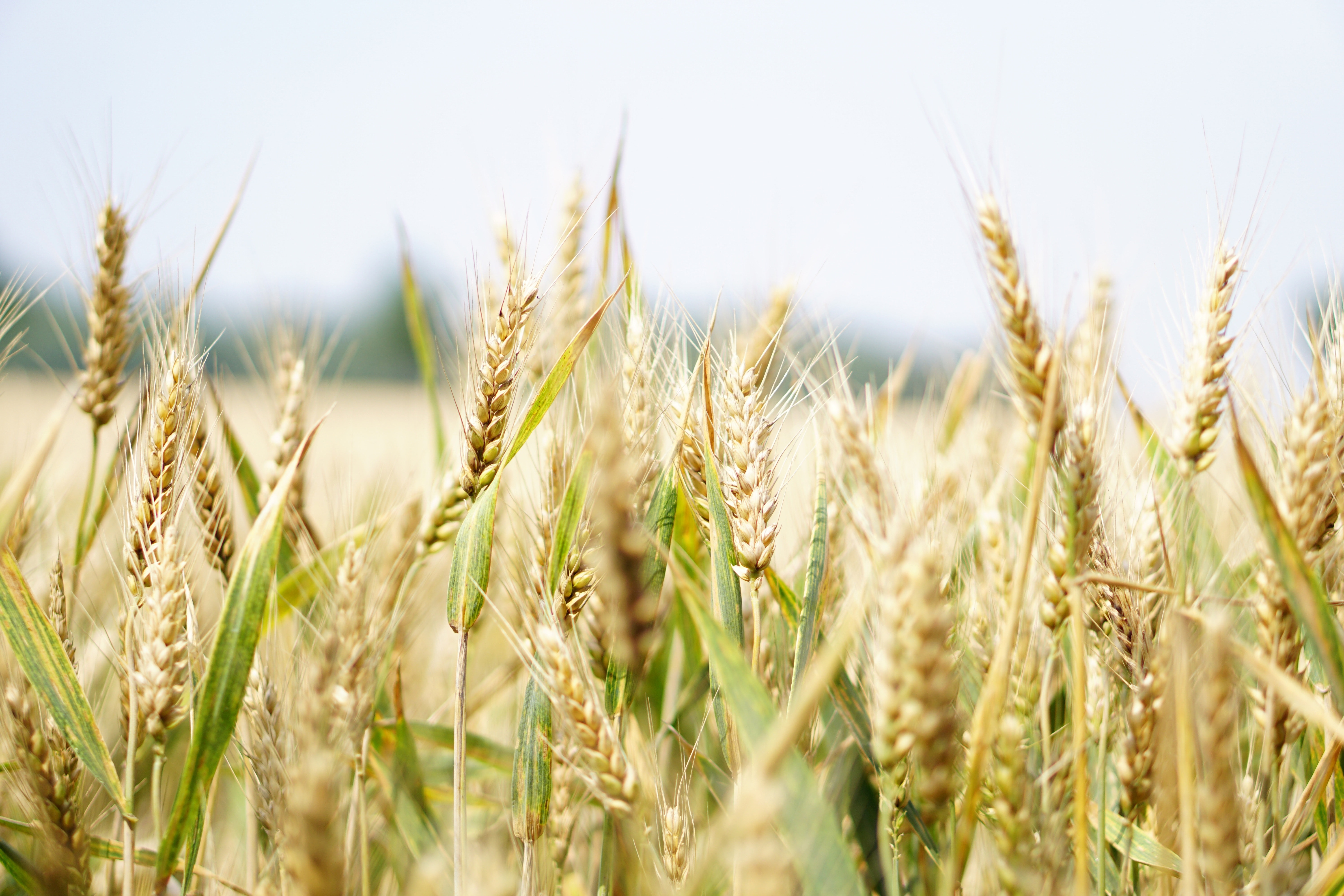 We Should Focus on Our Daily Needs: A Reflection on the “Lord’s Prayer”